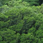 No Dia da Árvore, plante uma ideia sustentável