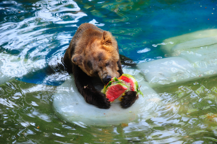 Zoológico do Rio de Janeiro deve reabrir em março