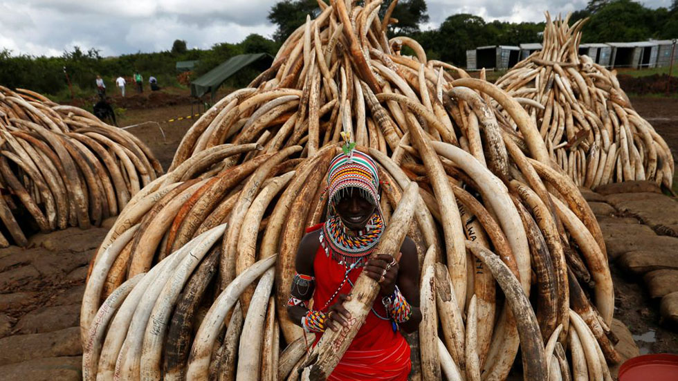 Alerta máximo para o tráfico de marfim na África