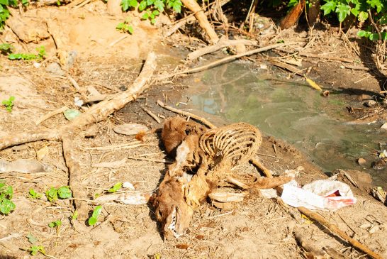 Riacho Tué em Ribeira do Pombal -BA pede socorro.